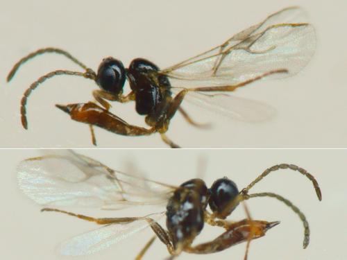 Adialytus ambiguus
